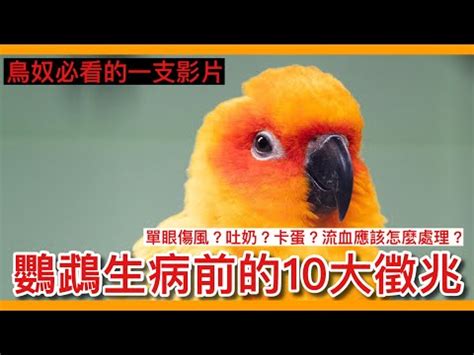 夢到很多鳥死掉|夢到鳥死